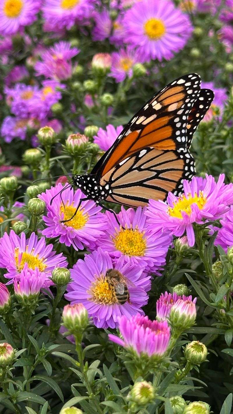Nectar Plants That Fuel The Long Flight Nectar Plants That Fuel The Long Flight