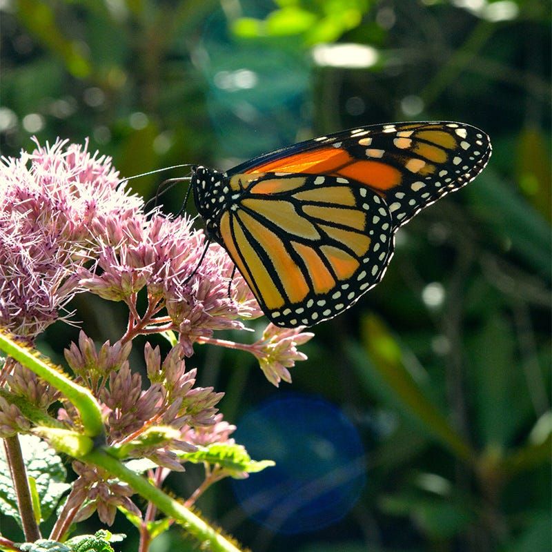 Nectar Rich Blooms Draw Steady Visitors