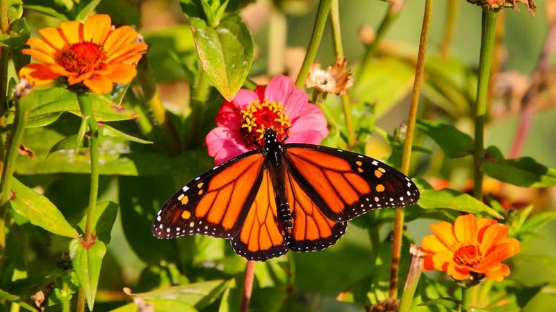 Nectar-Rich Flowers Give Monarchs A Reason To Stay Nectar-Rich Flowers Give Monarchs A Reason To Stay