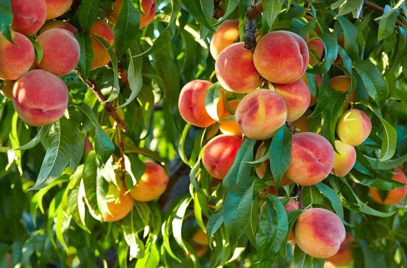 Nectarine Trees