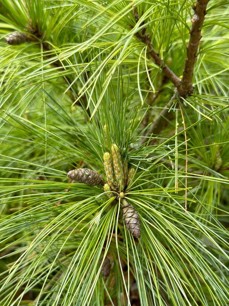 Neighborhood Pines Double As Nurseries