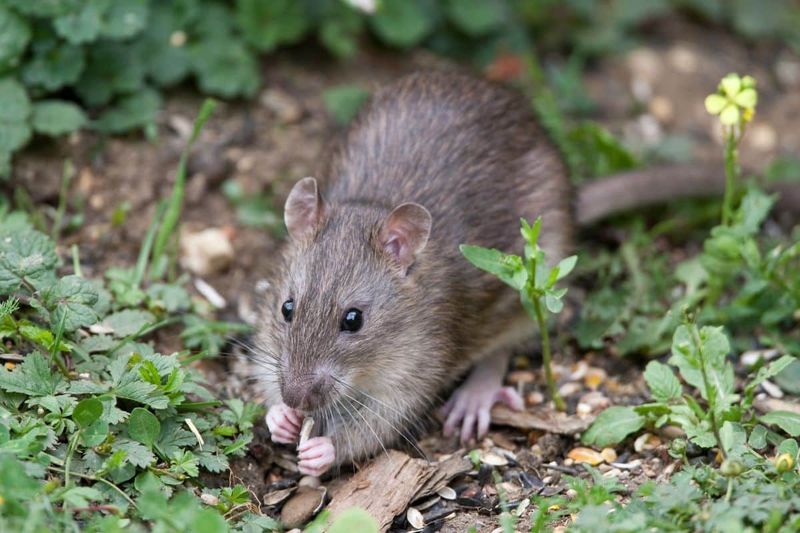 Neighboring Activity Sends Rats Your Way Neighboring Activity Sends Rats Your Way