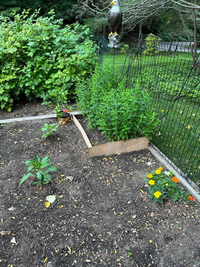 Neighboring Plants Get Crowded Out Fast