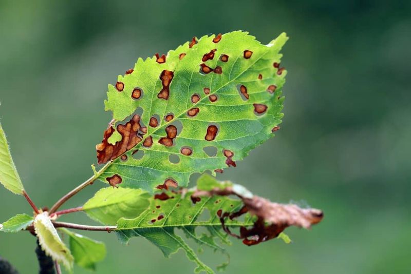 Neighboring Trees Can Confuse The Diagnosis