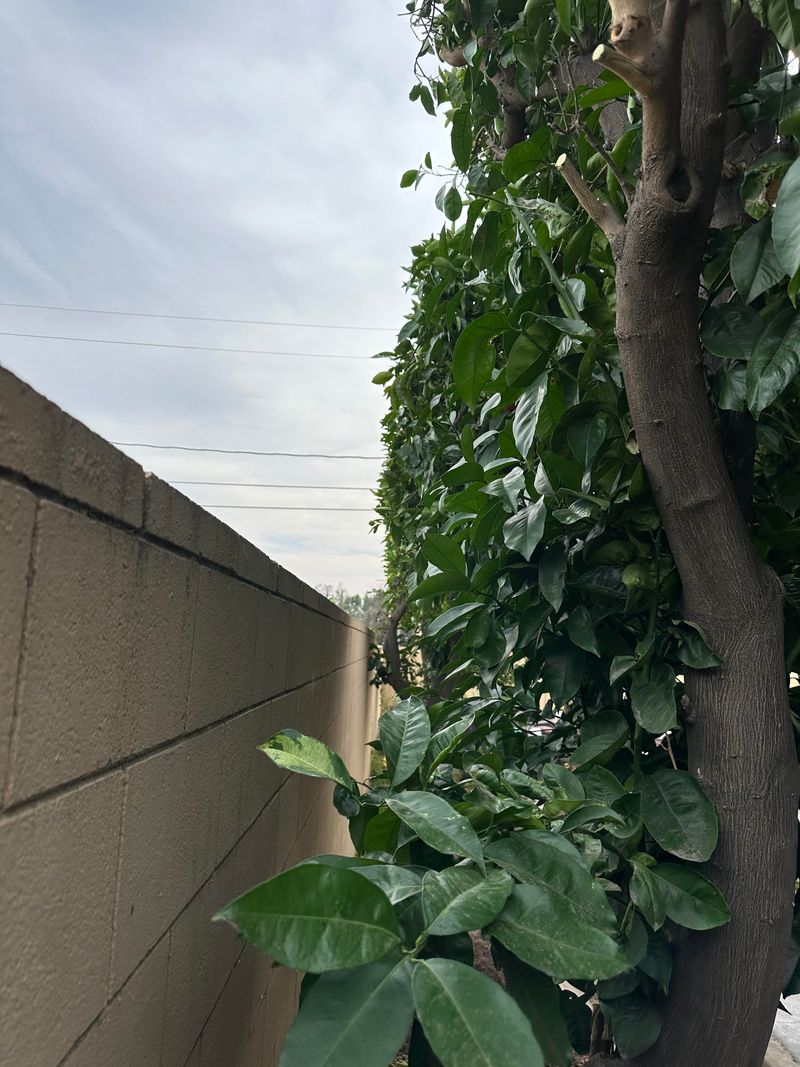 Neighbors May Have Rights To Trim Encroaching Branches