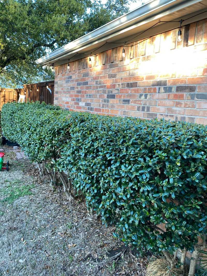 Nellie Stevens Holly Screens Your Yard With Style