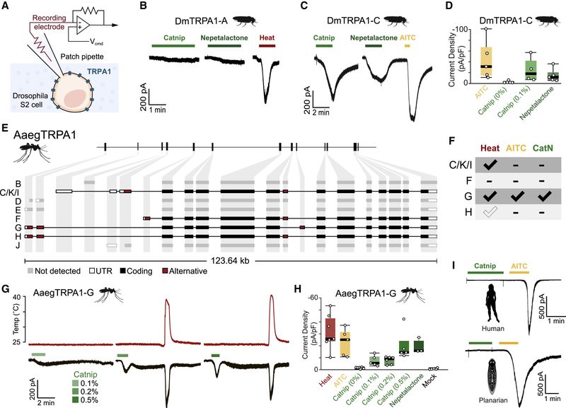Nepetalactone activates an insect irritant pathway Nepetalactone activates an insect irritant pathway