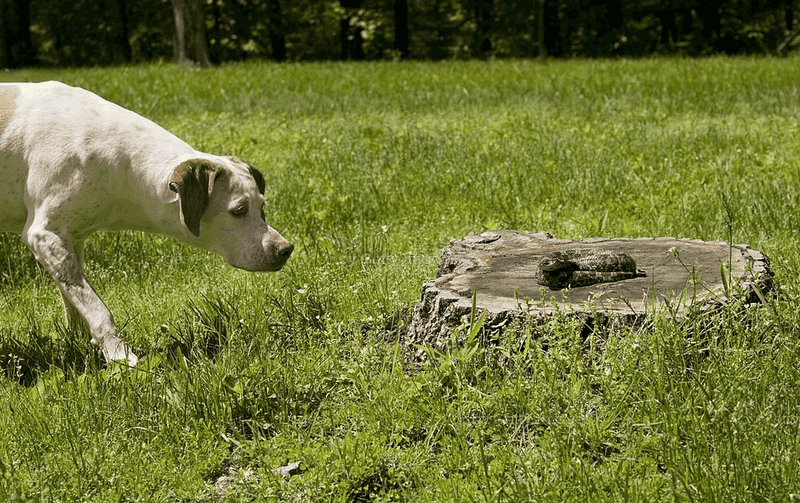Nervous Pets And Birds