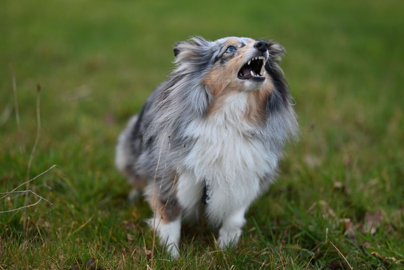 Nervous Pets Barking At The Same Spot Nervous Pets Barking At The Same Spot