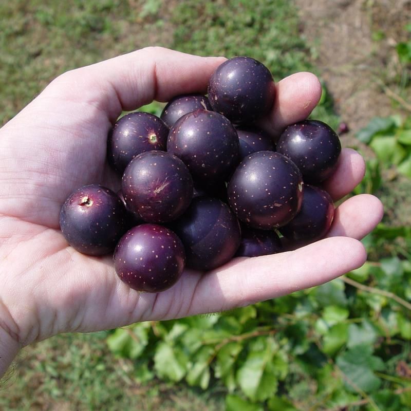 Nesbitt Adds Large Dark Grapes To Yards Nesbitt Adds Large Dark Grapes To Yards
