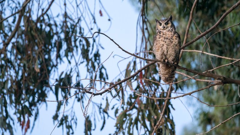 Nesting Adults Deliberately Stay Quiet Nesting Adults Deliberately Stay Quiet