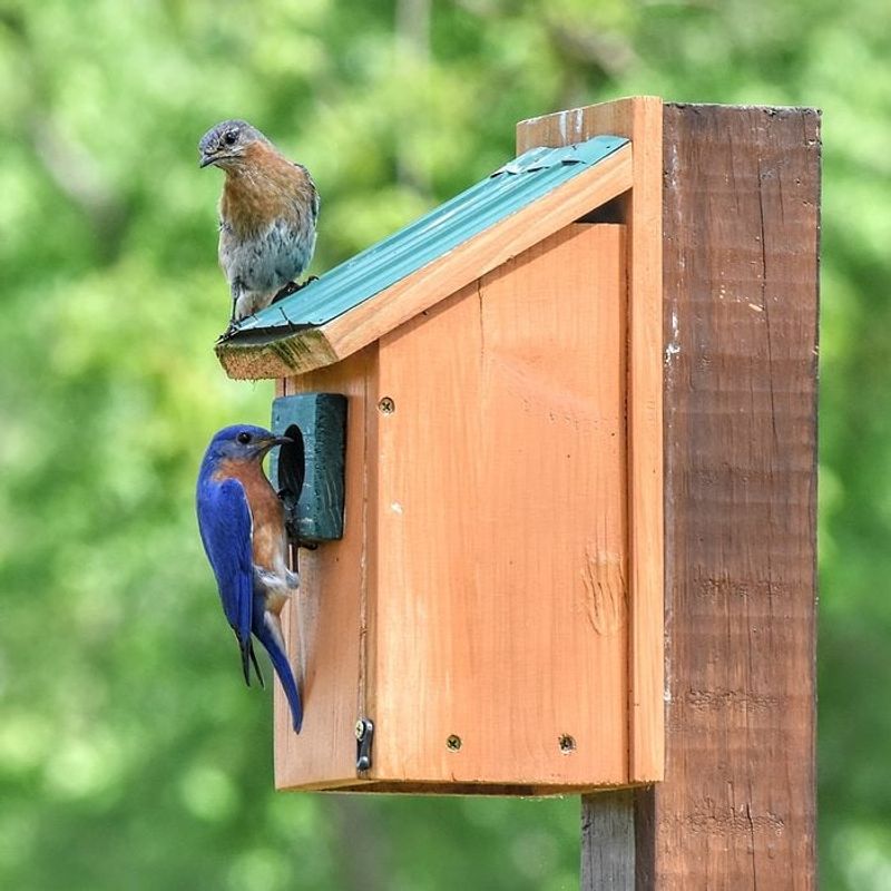 Nesting Boxes Give Birds A Head Start
