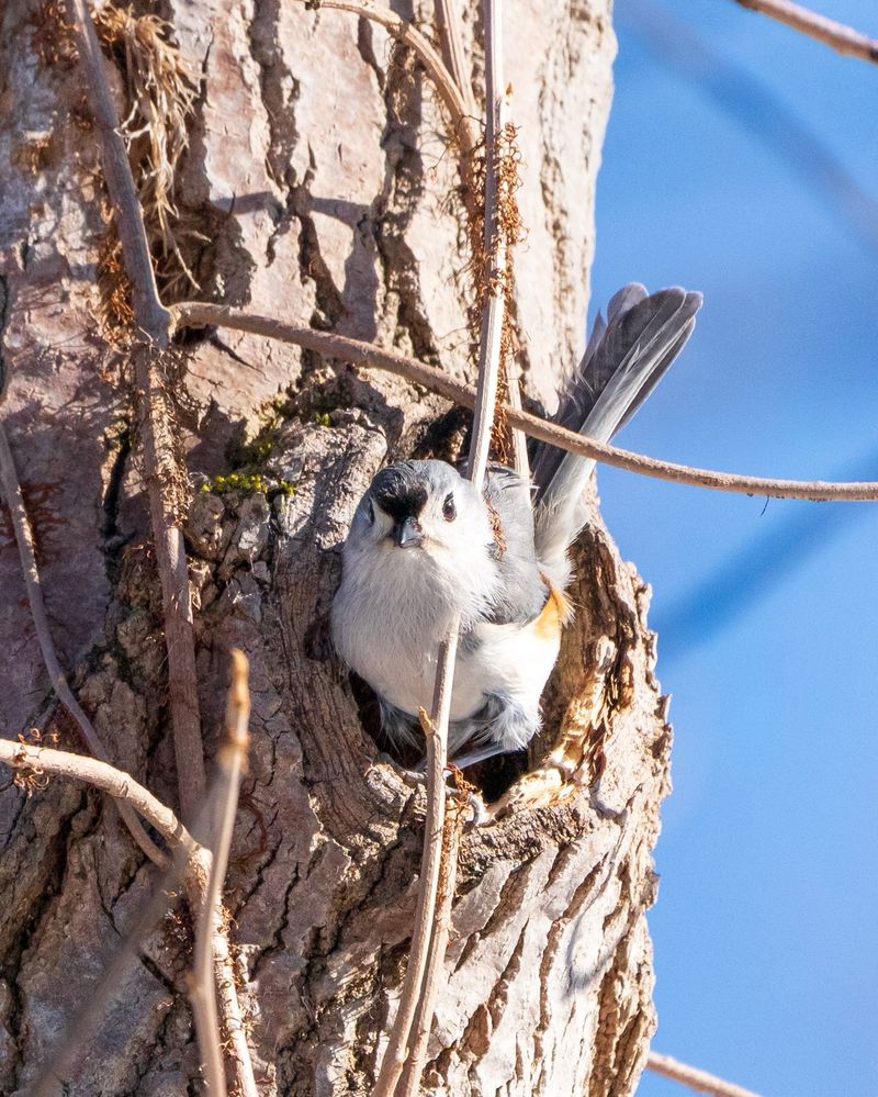 Nesting Season Has Begun Nesting Season Has Begun