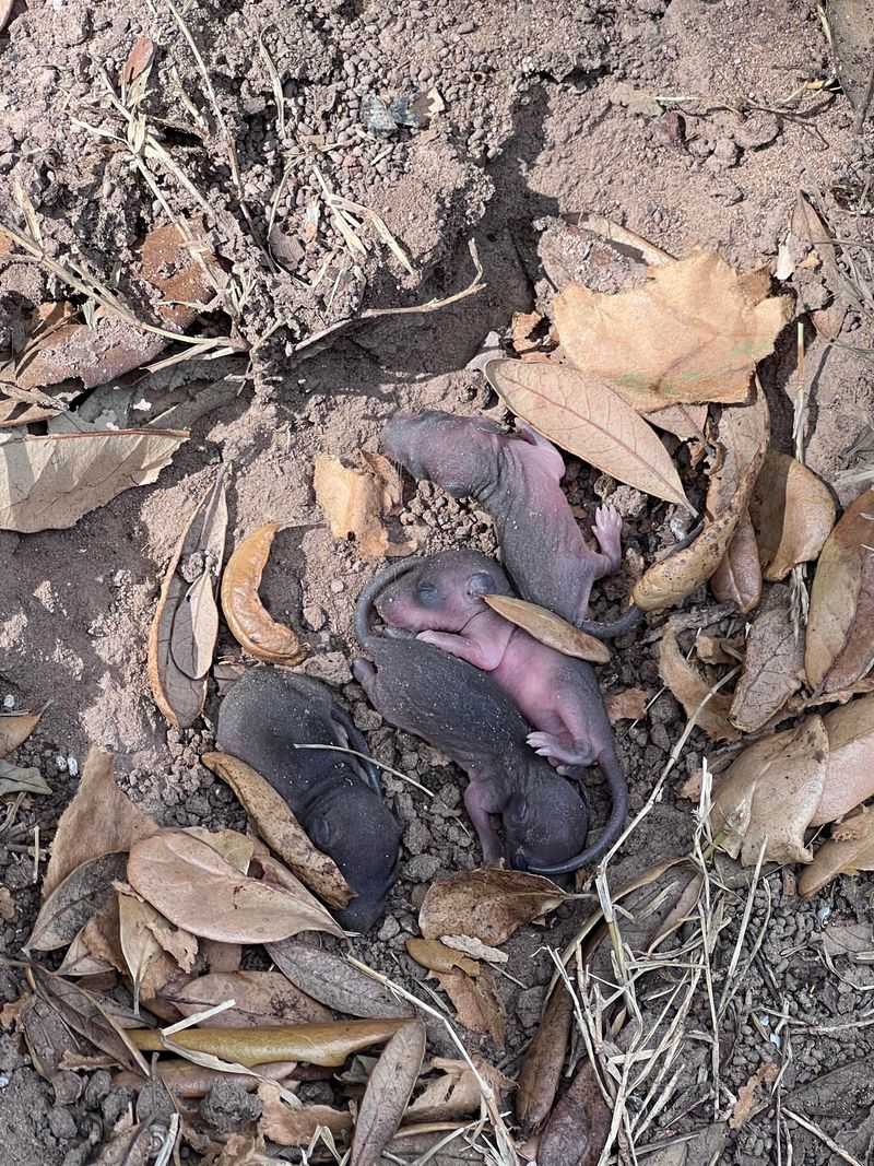 Nesting Season Means Rats Want Safe Places To Breed