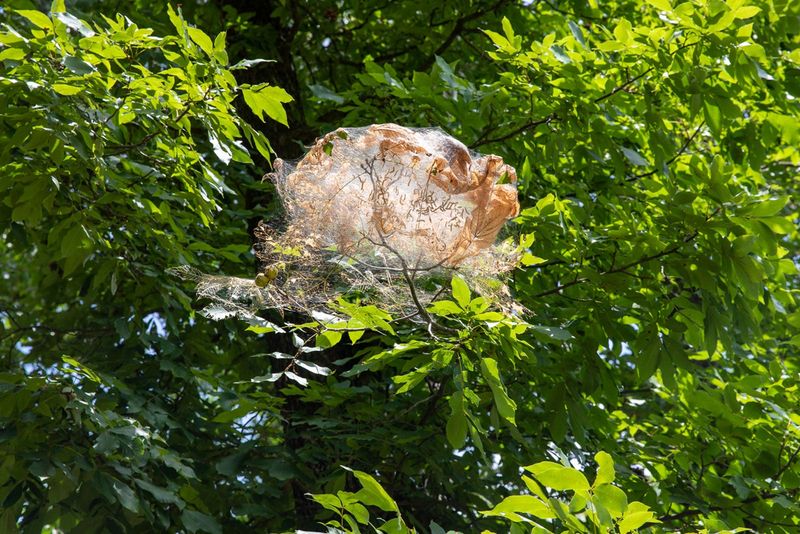 Nests At The Branch Tips Versus The Look-Alikes