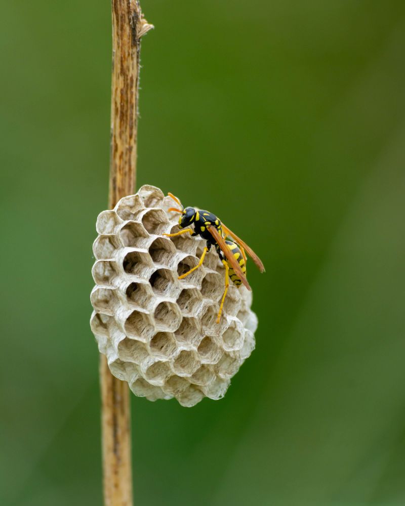 Netting, Wasps, And A Smarter Next Season Netting, Wasps, And A Smarter Next Season