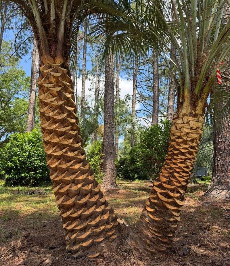 Never Assume Every Palm Should Have A Clean Trunk Never Assume Every Palm Should Have A Clean Trunk