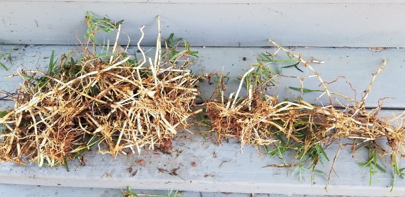 Never Assume One Pulled Clump Solves The Problem