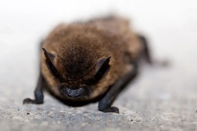 Never Seal An Opening While Bats Are Inside