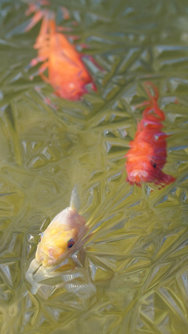 Never Smash The Ice Above Your Fish Never Smash The Ice Above Your Fish