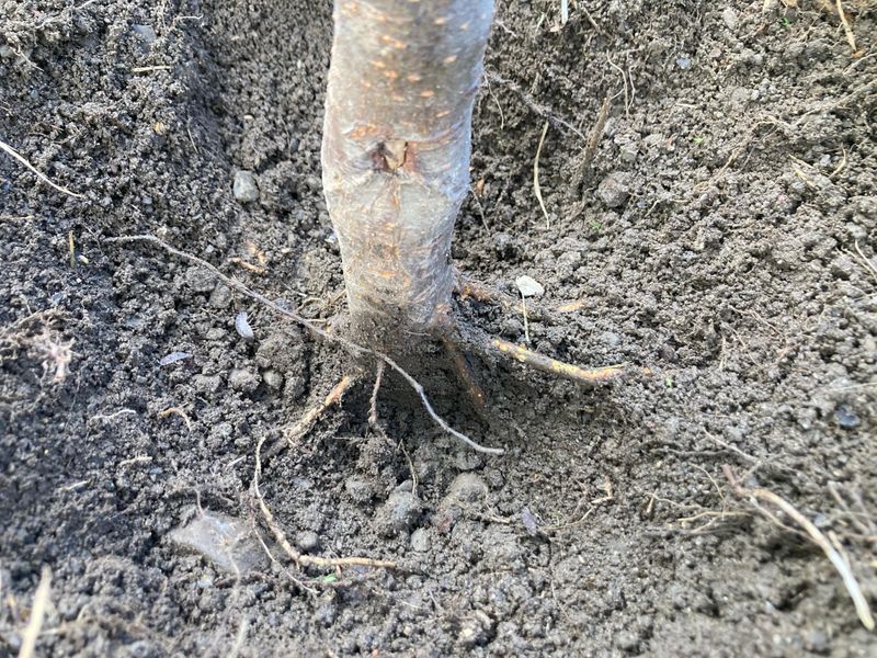 Never Trust The Soil Line On A Nursery Tree Never Trust The Soil Line On A Nursery Tree
