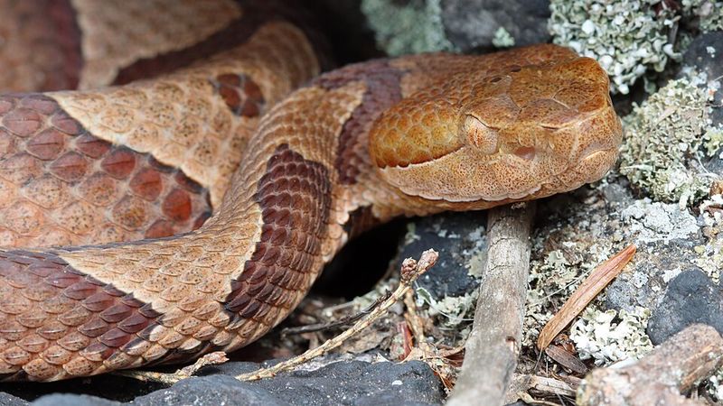New Construction Pushes Wildlife Into Older Neighborhoods