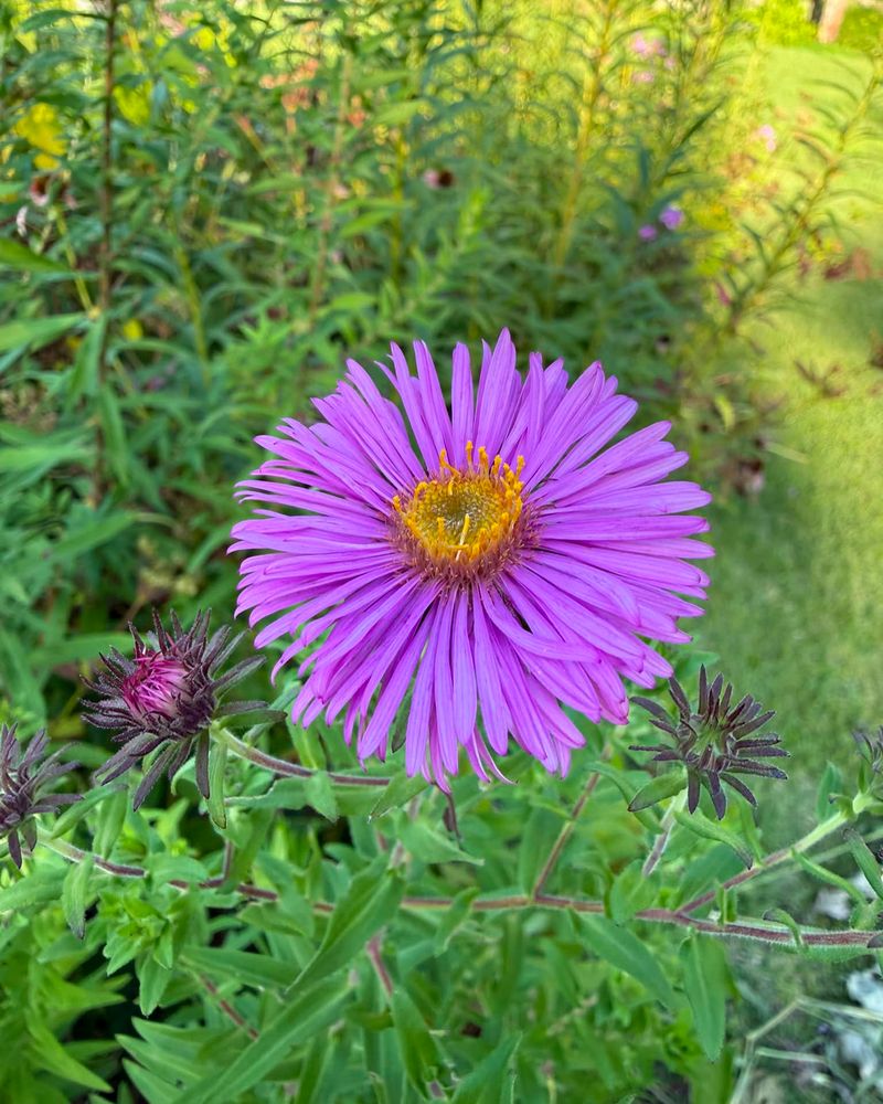 New England Aster New England Aster