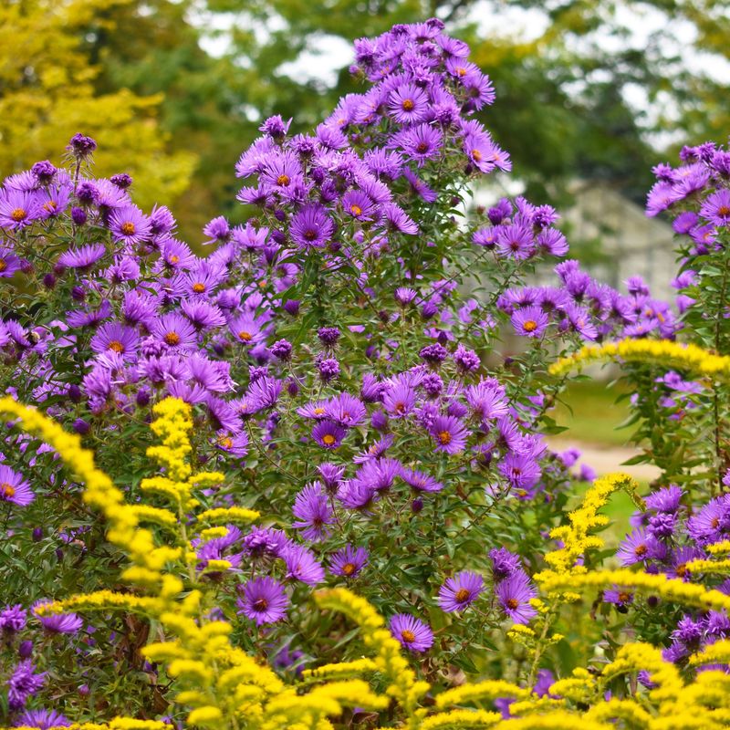 New England Aster