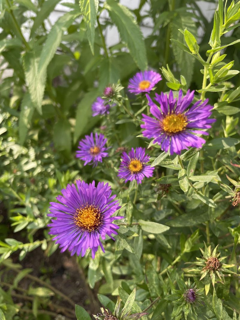 New England Aster New England Aster