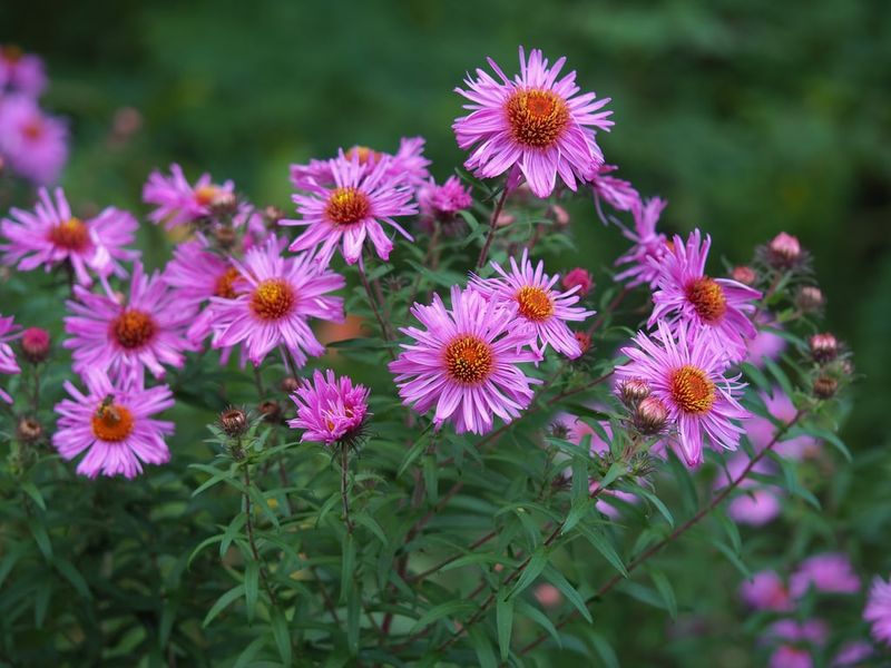 New England Aster Brings Purple Blooms Into Fall