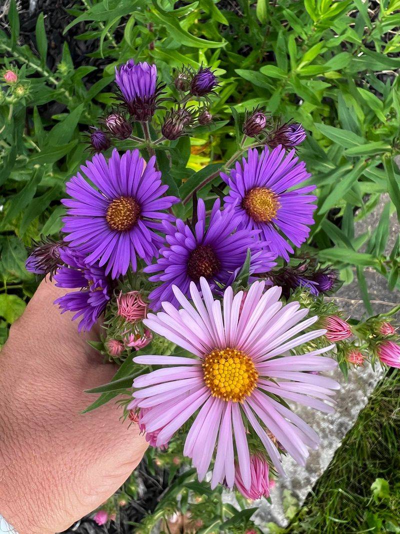 New England Aster Extends Color Into Fall New England Aster Extends Color Into Fall