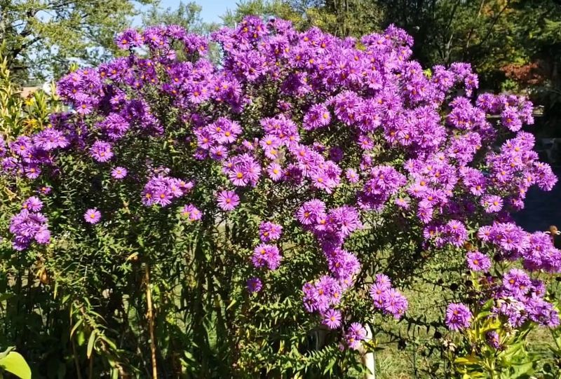 New England Aster Keeps Purple Blooms Going Into Fall New England Aster Keeps Purple Blooms Going Into Fall