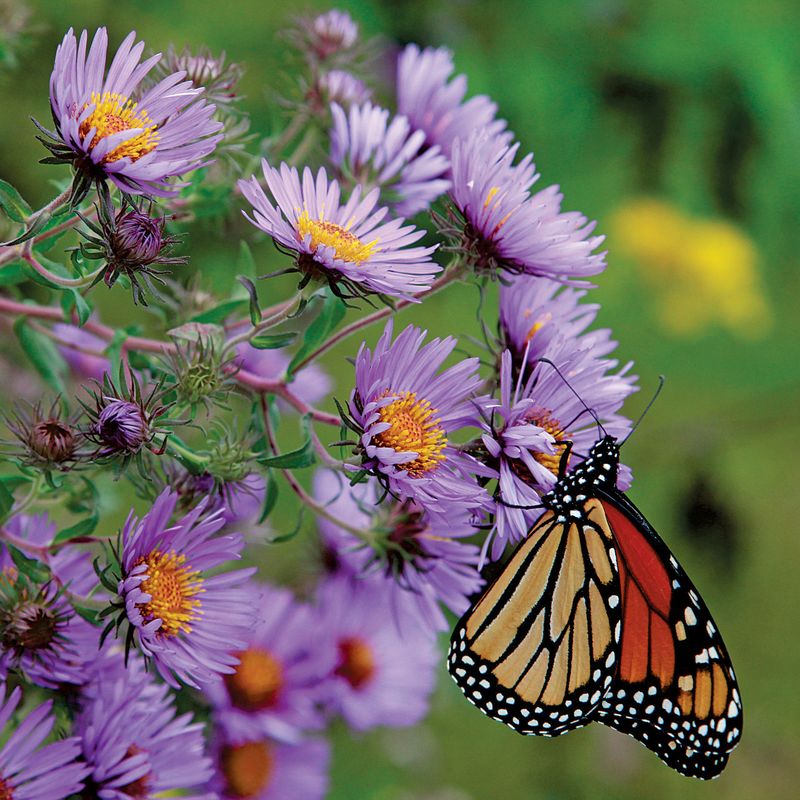 New England Aster (Symphyotrichum novae-angliae) New England Aster (Symphyotrichum novae-angliae)