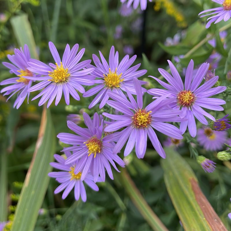 New England Aster Throws A Purple Party For Pollinators