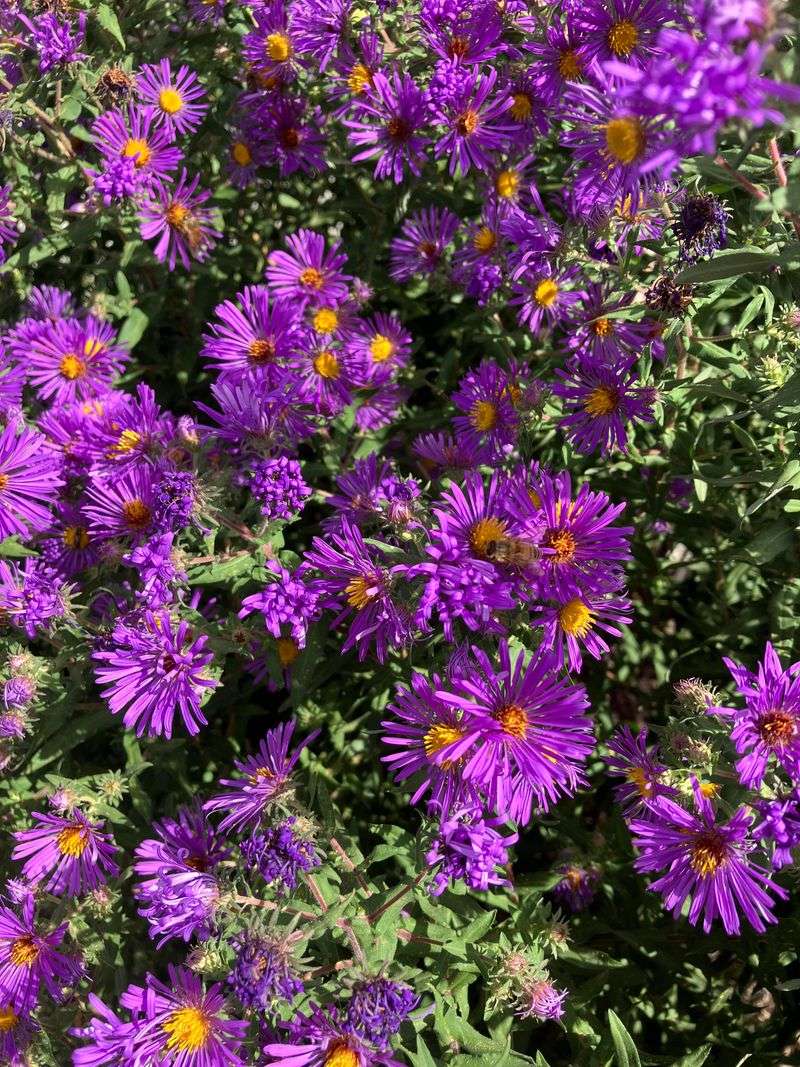 New England Asters Bring Color To Gardens Through October