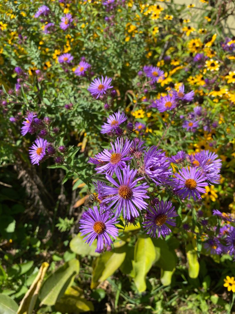 New England Asters Throw A Purple Party