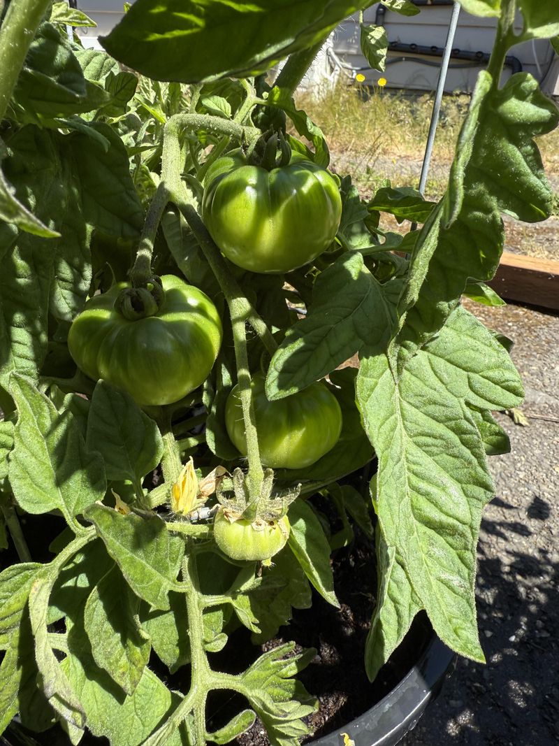 New Flowers Are Stealing Energy From Existing Tomatoes