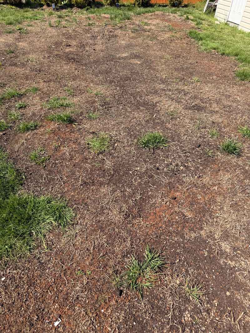 New Grass Barely Emerges After Several Weeks New Grass Barely Emerges After Several Weeks