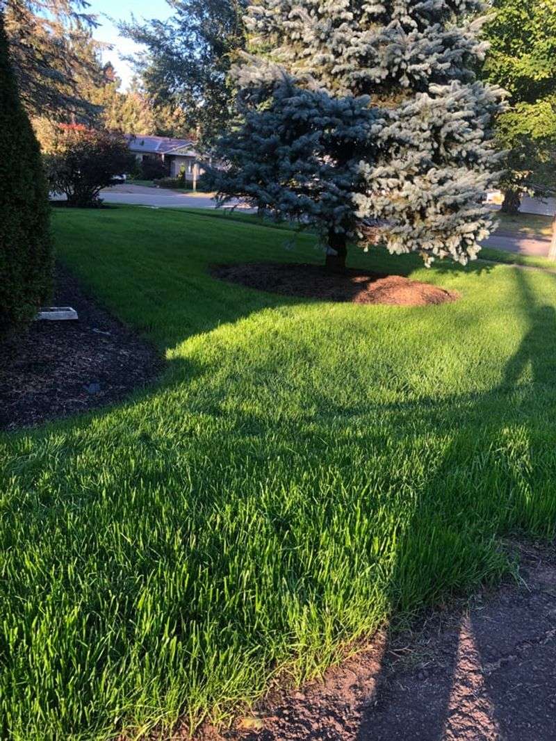 New Grass Gets Crowded Out By Existing Turf New Grass Gets Crowded Out By Existing Turf