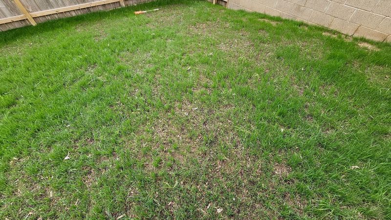 New Grass Uses Nutrients It Can Actually Reach