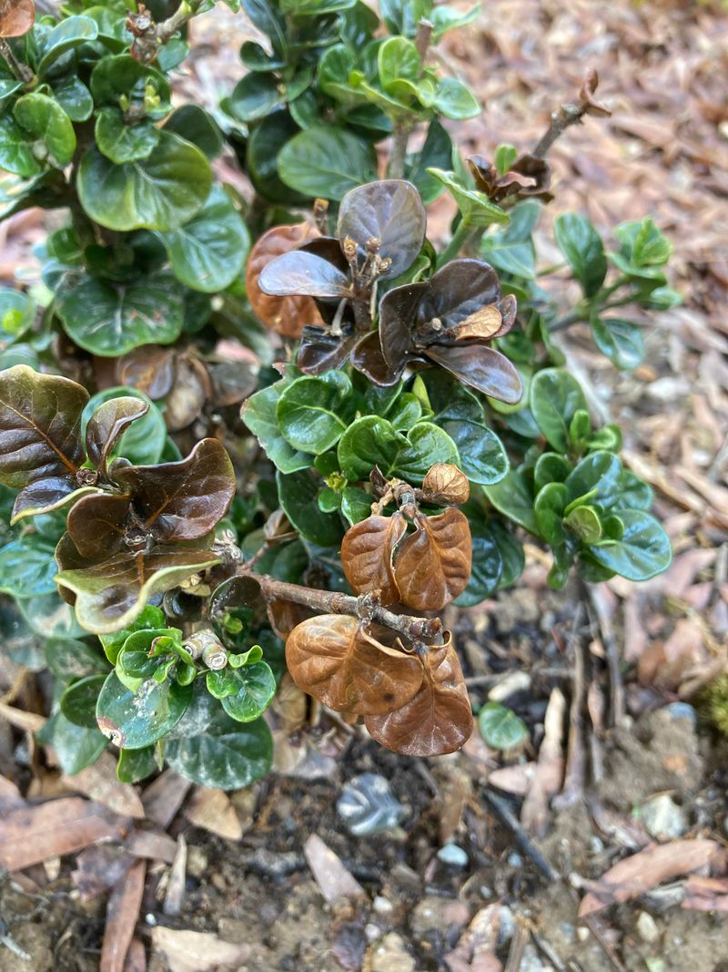 New Growth After Pruning Is More Vulnerable To Cold
