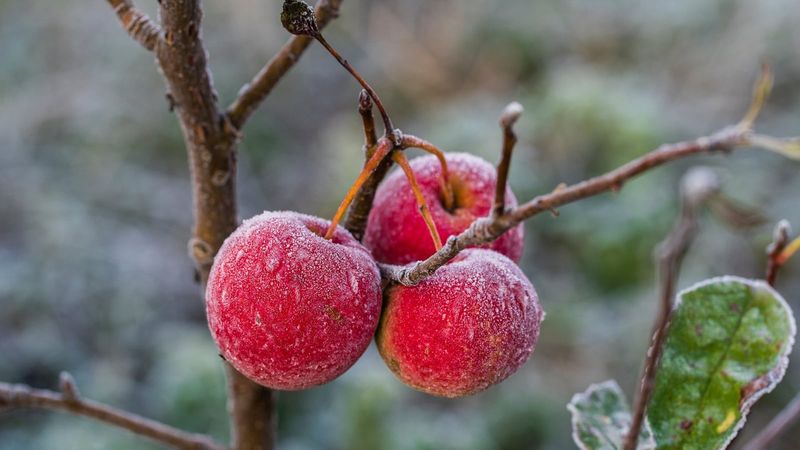 New Growth Faces Early Frost Risk New Growth Faces Early Frost Risk
