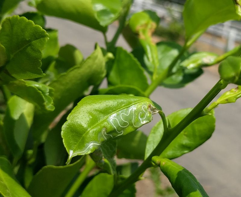 New Growth Faces The Heaviest Damage
