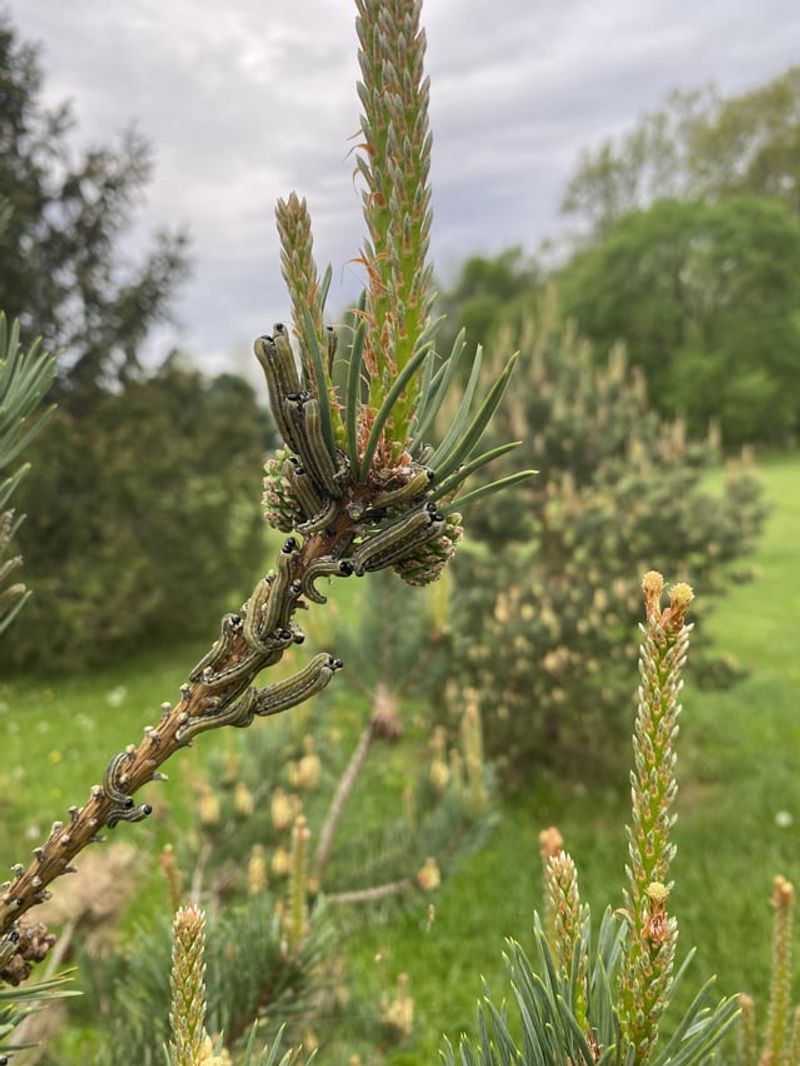 New Growth Is Often Left Untouched New Growth Is Often Left Untouched