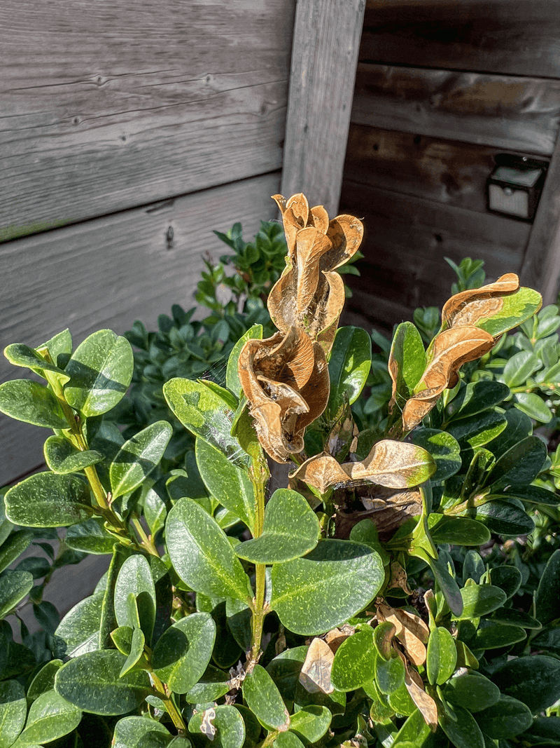 New Growth May Not Harden Before Cold Weather New Growth May Not Harden Before Cold Weather
