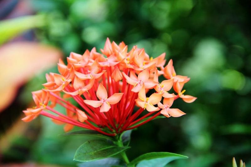 New Growth Still Brings More Blooms