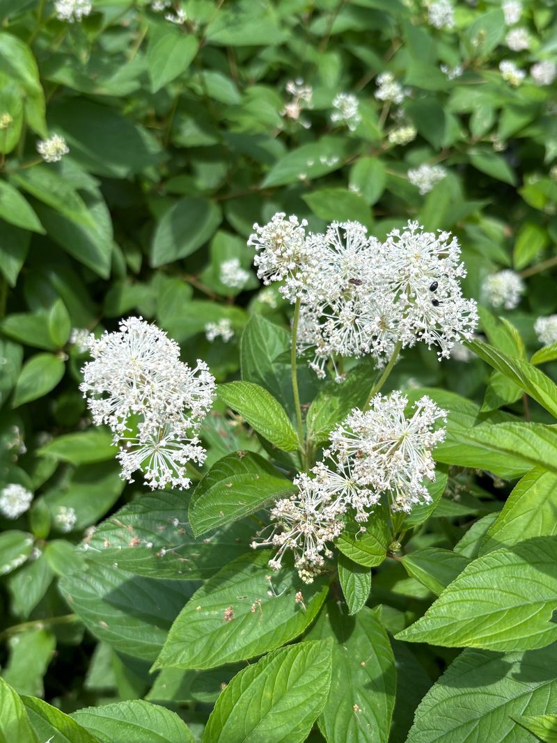 New Jersey Tea Fits Smaller Spaces Without Sacrificing Pollinator Value New Jersey Tea Fits Smaller Spaces Without Sacrificing Pollinator Value