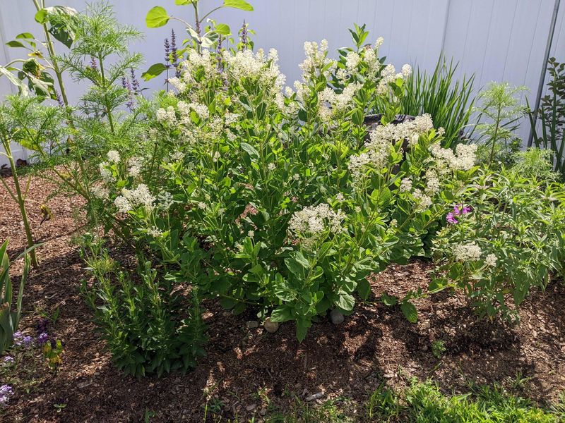 New Jersey Tea Fits Sunny Dry Garden Areas