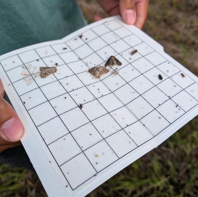 New Moths Fly In From The South Every Year
