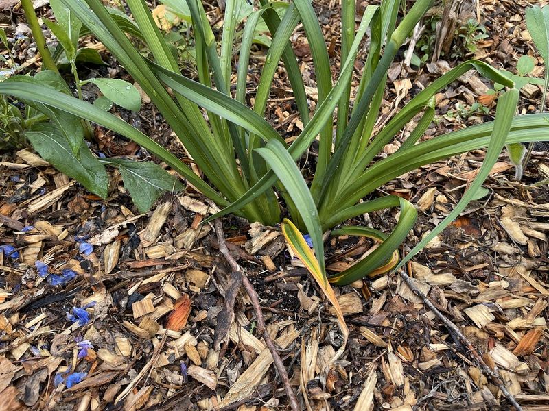 New Perennials Are Especially Vulnerable